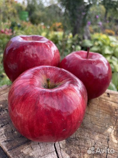 Яблоки жигулевское