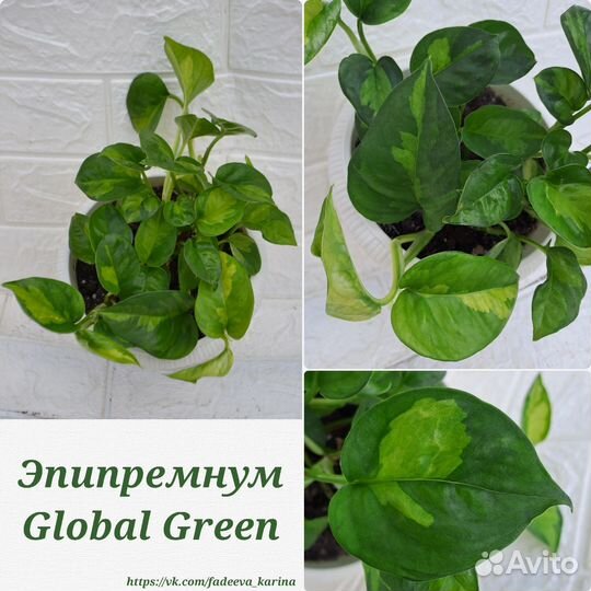 Филодендрон,Эпипремнум, Сциндапсус, Монстера