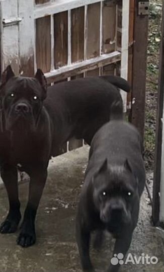 Щенки кане Корсо