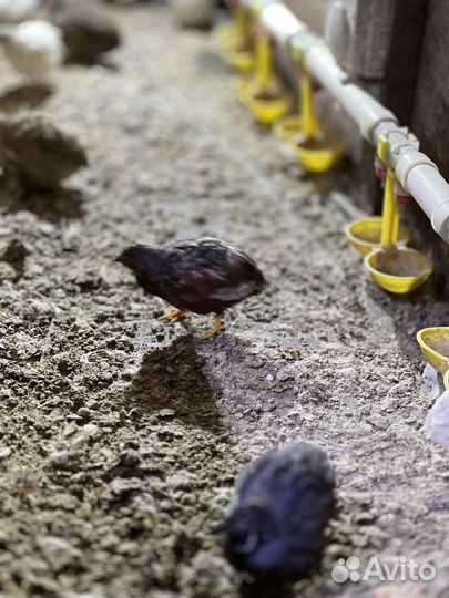 Перепела продажа