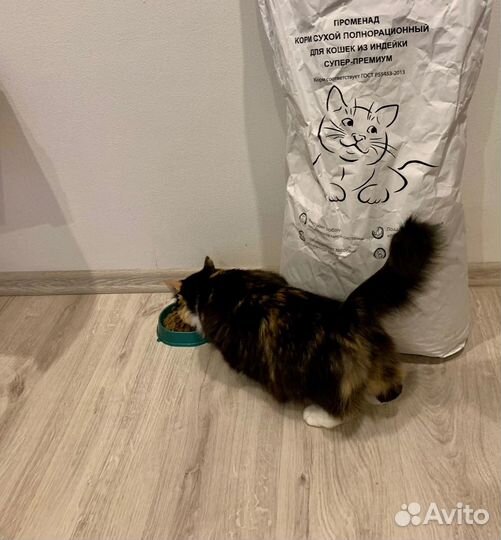 Сухой корм для кошек Променад