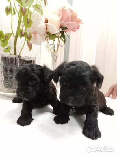 Йоркширский терьер щенки