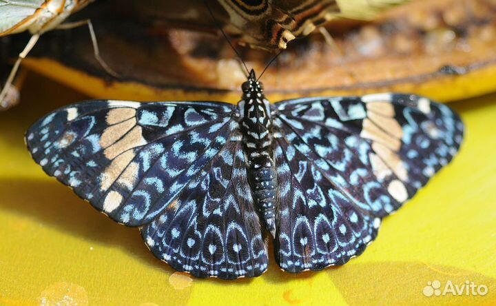 Детская Миниферма Тропических Бабочек ф/б-80