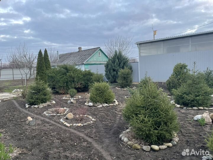 Хвойные растения