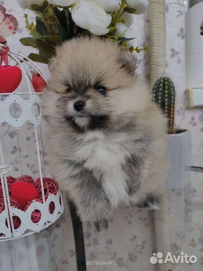 Померанский шпиц мини