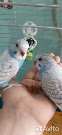 Волнистый попугай ручной