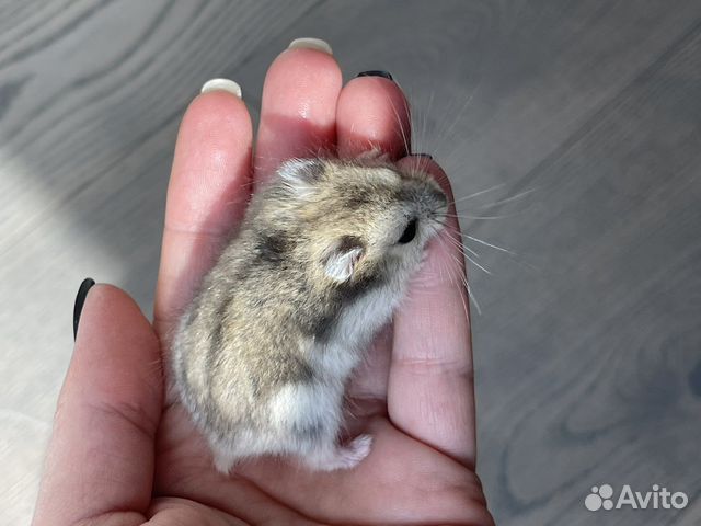 Хомяки джунгарики