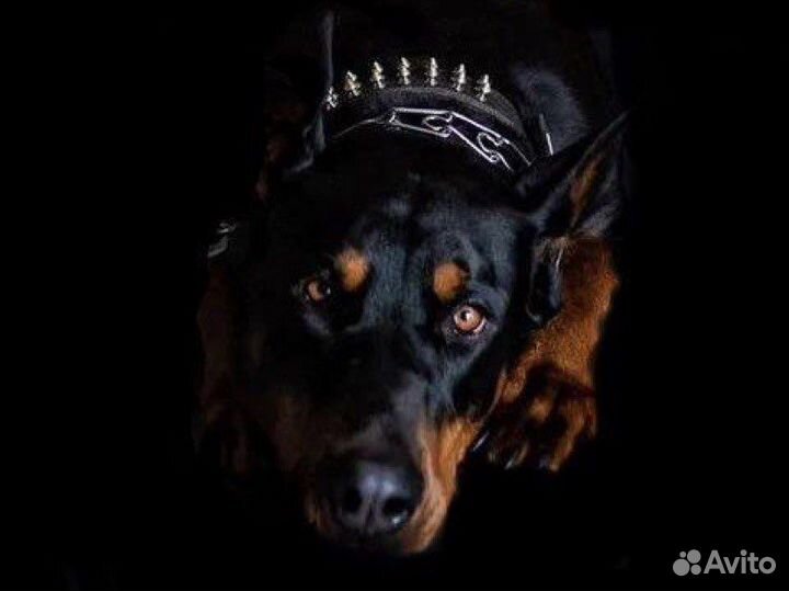 Вязка Доберман