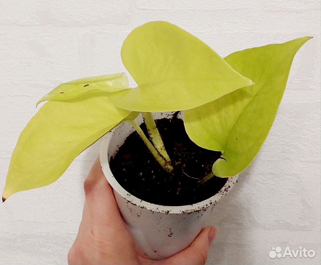 Сциндапсус Неон