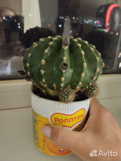 Кактус