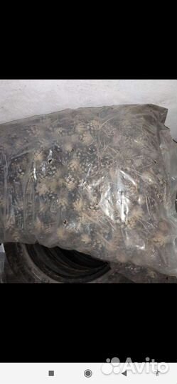 Шишки сосновые