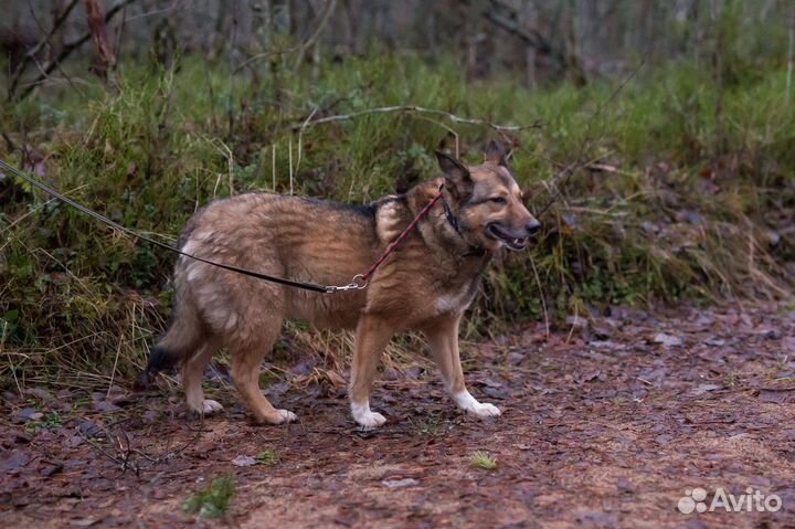 Отдам в добрые руки