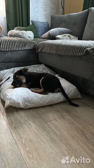 Щенок немецкой овчарки вео кобель в добрые руки