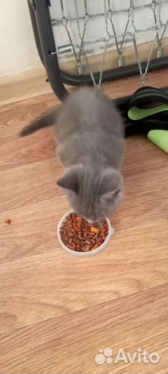 Британская серая кошка