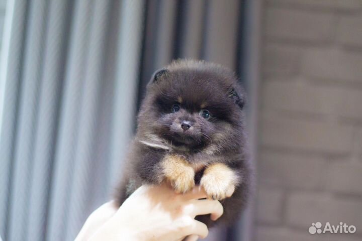 Шпиц девочка