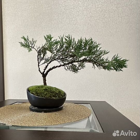 Бонсай из можжевельника