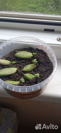 Суккуленты, седум