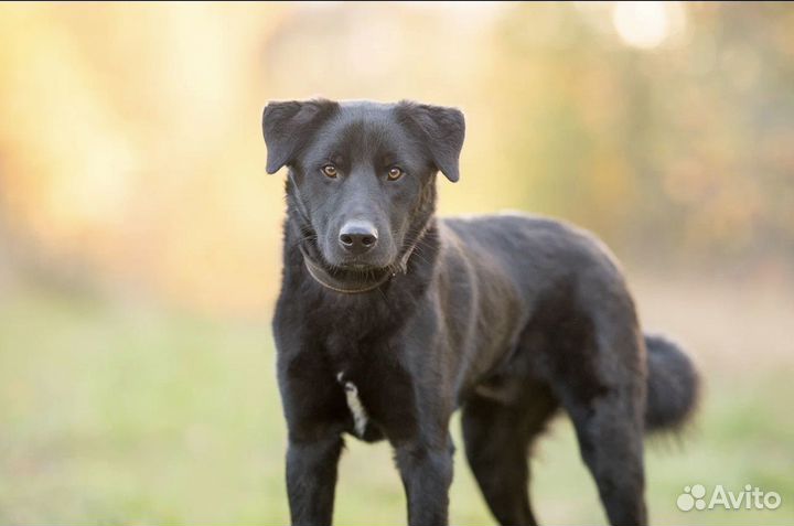 Собака из приюта