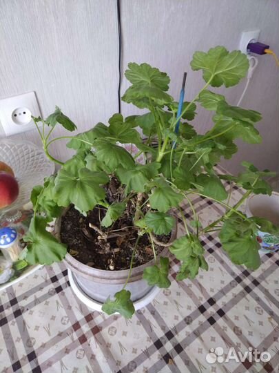 Пеларгония герань