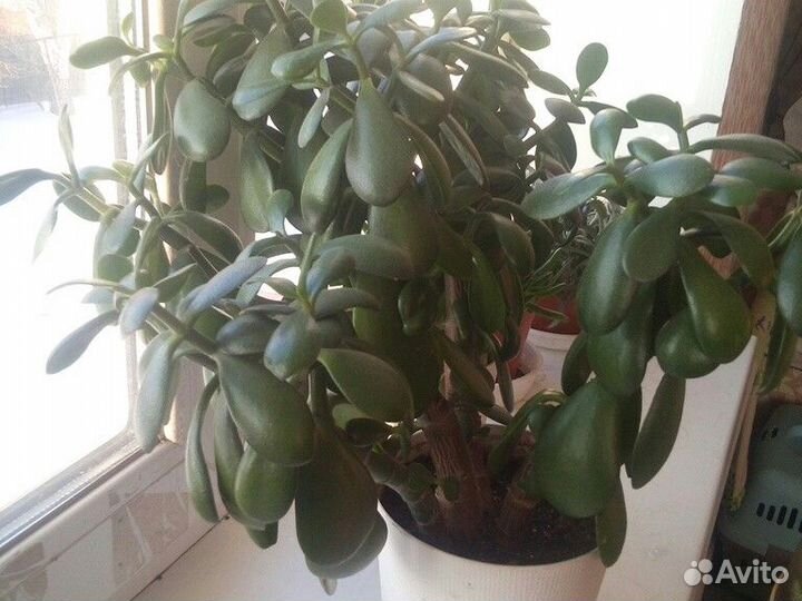 Толстянка (денежное дерево)