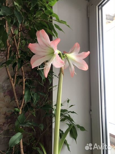 Амариллис гиппеаструм