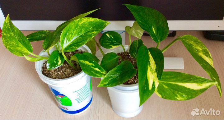 Сциндапсус