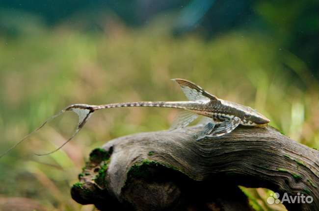 Стурисома панамская