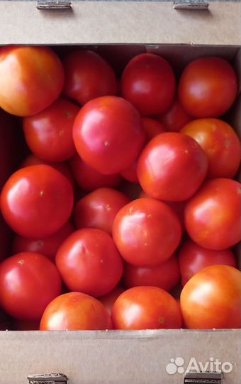 Помидор. Кабачок. баклажан. перец