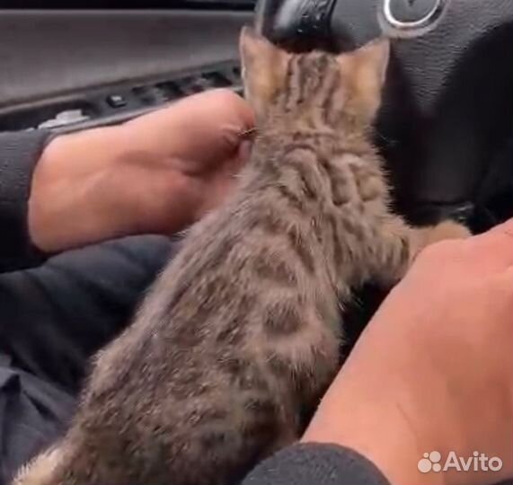 Бенгальские котята