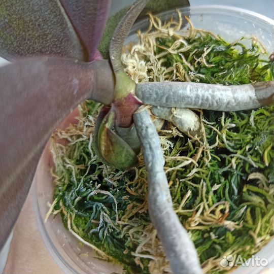 Орхидея детка Нарбона