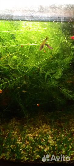 Аквариумные растения - роголистик