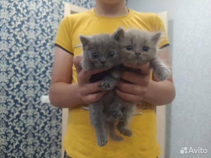 Котята в добрые руки приучены к лотку