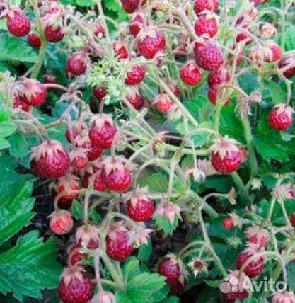 Земклуника пенелопа