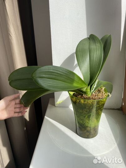 Орхидея фаленопсис Cosmopolitan