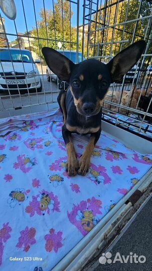 Тойтерьер девочка