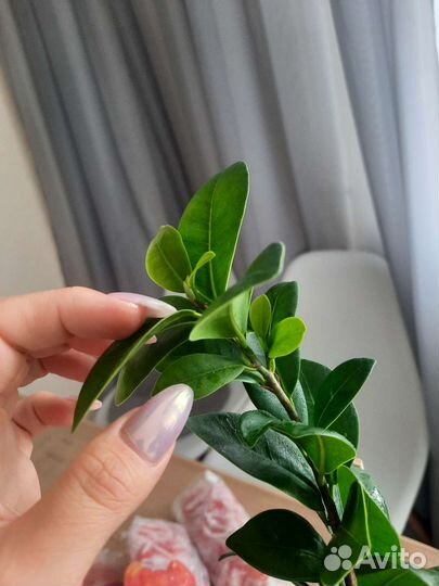 Фикус микрокарпа гинсенг