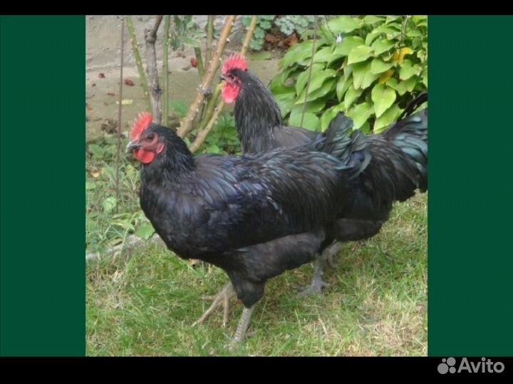 Петухи породы араукана