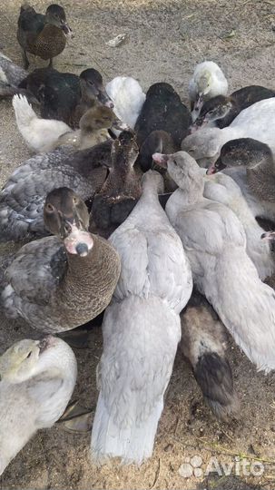 Мускусные утки