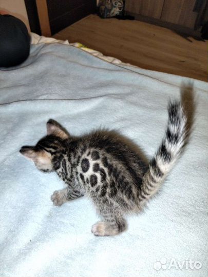 Бенгальский котенок