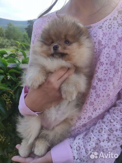 Щенки померанского шпица