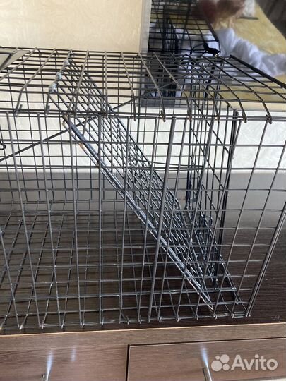 Кошколовка в аренду