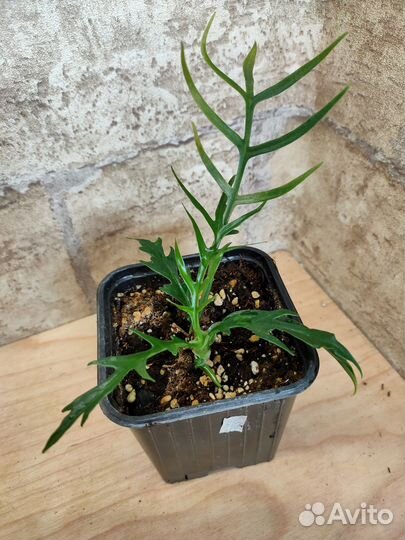 Филодендроны