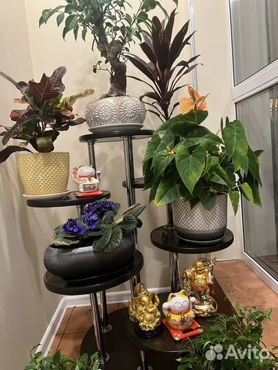 Продам цветы комнатные