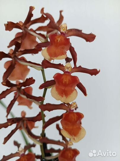 Орхидея Камбрия. Ароматная