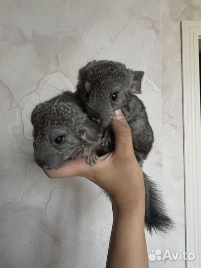 Шиншилла девочка