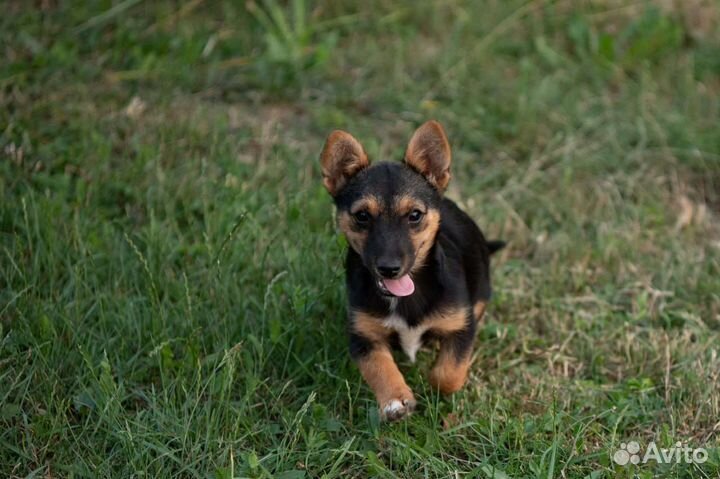 Собака в добрые руки отдам бесплатно