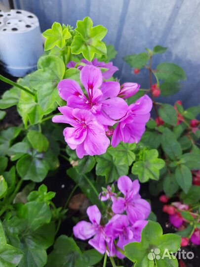 Комнатные растения