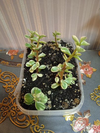 Портулакария