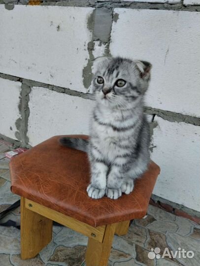 Котята породистые