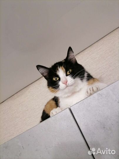 Кошечка в добрые руки